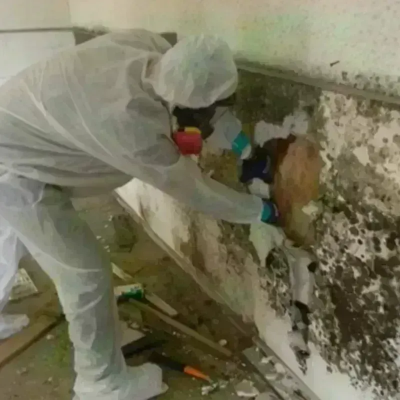 Mold Remediation and Removal in Lake Crystal, MN